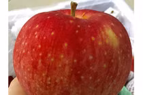 Táo Nhật khổng lồ: Của hiếm mỗi quả nặng 1 kg