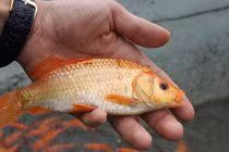 Ảnh: Lội bùn thu hoạch cá chép trước ngày ông Táo về trời