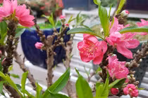 Dân Hà Nội "lùng" mua đào Thất thốn 2 gang tay