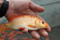 Ảnh: Lội bùn thu hoạch cá chép trước ngày ông Táo về trời