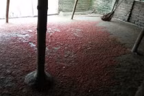 Bí ẩn vụ 900 con vịt chết bất thường: Thóc có màu đỏ lạ