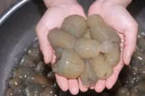 Ngư dân đổ xô bắt rum biển - thần dược tăng cường “chuyện ấy“