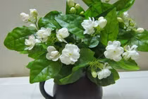 Trồng cây này trong nhà, tiền vào như nước, xua mọi vận xui 