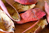 Loại vỏ trị viêm ruột thừa, loét dạ dày vài ngày khỏi hẳn