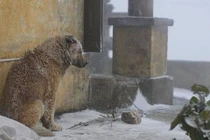 Dân mạng xót xa trước hình ảnh chú chó co ro trong mưa tuyết