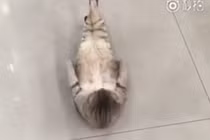 Cười vỡ bụng clip mèo béo tập gập bụng