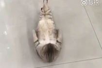 Cười vỡ bụng clip mèo béo tập gập bụng