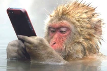 Tiết lộ sốc về sự phát triển của não khỉ