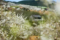 Vẻ đẹp lộng lẫy của Mộc Châu trong những ngày giáp Tết 