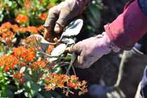 Tin mới vụ hàng ngàn chậu hoa tết bị phá nát trong đêm