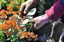 Tin mới vụ hàng ngàn chậu hoa tết bị phá nát trong đêm