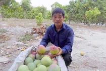 "Bí kíp" điều khiển xoài ra trái nghịch vụ thu bạc tỷ