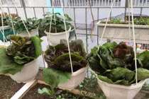 Thích mắt với vườn rau ăn không xuể của bà mẹ Hà thành