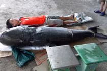 Câu được cá tra dầu nặng 130 kg trên sông Sêrêpốk