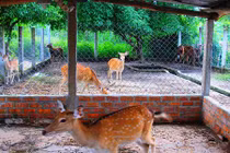 Tiền triệu mỗi lạng, nhung hươu nai vẫn đắt khách