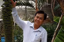 Kỳ lạ buồng chuối 100 nải, dài 2 mét mà không cần chăm bón