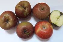 Bốn loại trái cây TQ ăn quanh năm cứ tưởng là hàng Việt