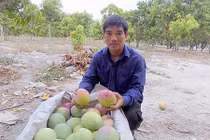 "Bí kíp" điều khiển xoài ra trái nghịch vụ thu bạc tỷ