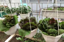 Thích mắt với vườn rau ăn không xuể của bà mẹ Hà thành