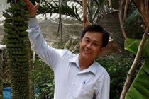 Kỳ lạ buồng chuối 100 nải, dài 2 mét mà không cần chăm bón