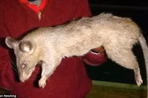 Bé 3 tháng tuổi chết thương tâm vì bị chuột ăn thịt 