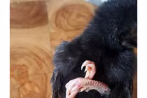 Xôn xao gà chọi 4 chân 3 cánh được cho là “thần kê” 