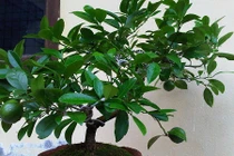 Càng trồng cây này càng rước tài lộc, hóa giải sát khí 