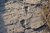 Phát hiện dấu chân những người đầu tiên trên Trái Đất