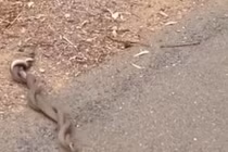 Xem rắn độc vật lộn giành bạn gái