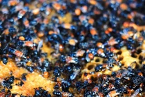 Kinh hoàng cảnh trèo cây, hun khói săn ong ruồi lấy mật giữa phố