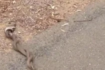 Xem rắn độc vật lộn giành bạn gái