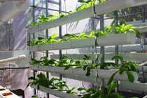 Dân thành phố "chịu chi" mua xơ dừa để trồng rau sạch