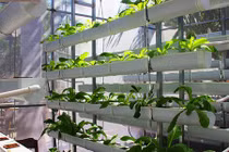 Dân thành phố "chịu chi" mua xơ dừa để trồng rau sạch