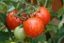 Cách trồng 5 loại quả thông dụng cho bữa cơm gia đình