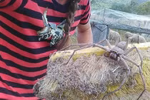 Nhện ma mút to bằng... quả bóng gây sợ hãi