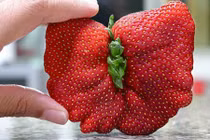 Hình dạng đặc biệt không thể tin được của củ, quả