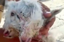 Dê mẹ hoảng loạn đạp chết dê con 2 đầu “độc nhất vô nhị“