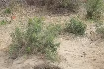 Linh dương chết thảm sau cú vồ nhanh như điện của báo đốm