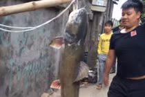 Về “tam giang” xem ngư dân bắt cá Anh Vũ, cá Lăng khủng