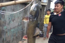 Về “tam giang” xem ngư dân bắt cá Anh Vũ, cá Lăng khủng