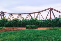 Dân HN đổ xô thuê đất bãi sông Hồng trồng rau sạch