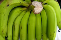 Chữa đau dạ dày hiệu nghiệm bằng chuối tiêu xanh