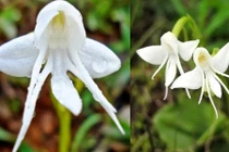 Những loài hoa có “1-0-2” mà nhìn mãi mới biết là hoa