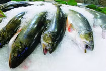 Mẹo đơn giản phân biệt cá biển chết với cá biển đông lạnh