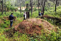 Giải mã bí ẩn kinh ngạc về lăng mộ vua Quang Trung