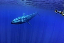 Choáng ngợp loài cá voi 170 tấn lớn nhất hành tinh