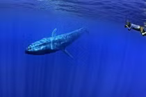 Choáng ngợp loài cá voi 170 tấn lớn nhất hành tinh