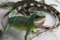 Săn kỳ tôm đắt đỏ sắt ra miếng