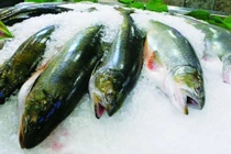 Mẹo đơn giản phân biệt cá biển chết với cá biển đông lạnh