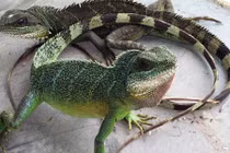 Săn kỳ tôm đắt đỏ sắt ra miếng